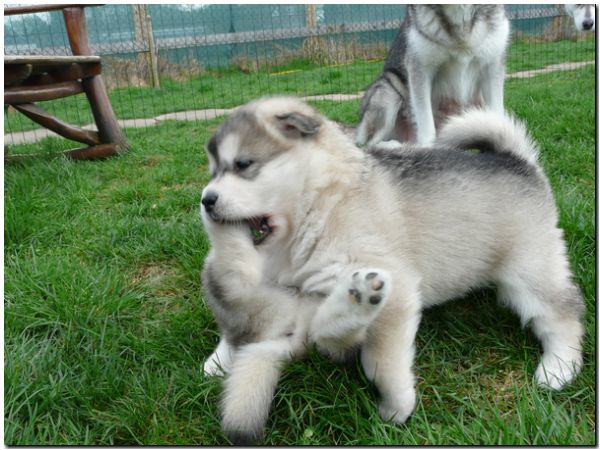 E Wurf 5 Woche 579.jpg